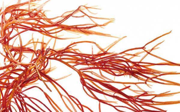 『フィトメール ボディ デクリック』が3月1日発売　フランス発祥マリンコスメティクスブランド・PHYTOMERよりビオ オーガニックラインに肌引き締めアイテム新登場