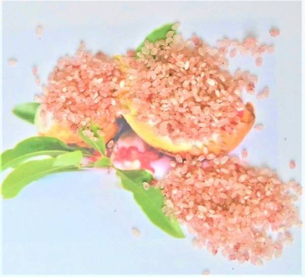 アンチエイジングの鍵！ザクロとライ麦を融合した異次元の赤いご飯「ざくろスーパーライス」を2023年3月に発売