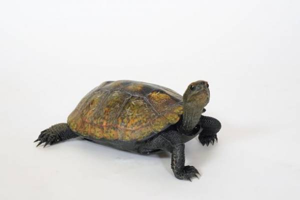 東京スカイツリーの足元東京ソラマチ(R)にアニマルプレイグラウンド「ラブリー・アニモア」が3月17日(金)オープン！