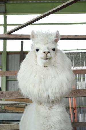 東京スカイツリーの足元東京ソラマチ(R)にアニマルプレイグラウンド「ラブリー・アニモア」が3月17日(金)オープン！