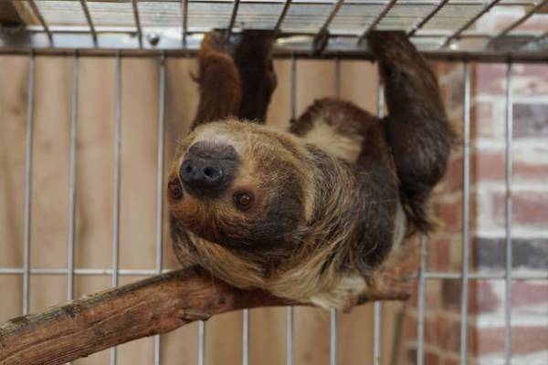 東京スカイツリーの足元東京ソラマチ(R)にアニマルプレイグラウンド「ラブリー・アニモア」が3月17日(金)オープン！