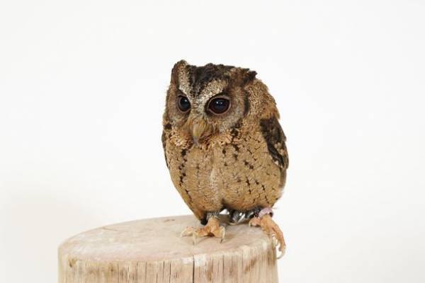 東京スカイツリーの足元東京ソラマチ(R)にアニマルプレイグラウンド「ラブリー・アニモア」が3月17日(金)オープン！