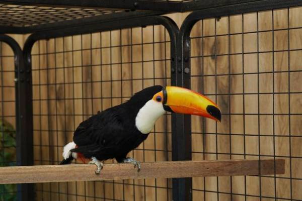 東京スカイツリーの足元東京ソラマチ(R)にアニマルプレイグラウンド「ラブリー・アニモア」が3月17日(金)オープン！