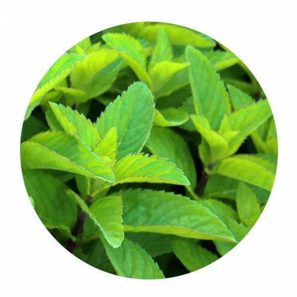 ハッカ入りアウトドアボディスプレーのリフィルを数量限定で発売　サスティナブルに真夏の暑さを乗り切る