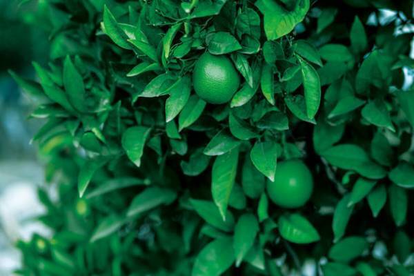 ライムとミントが爽快に香るボディミスト　夏の肌をクールダウン　2023年3月15日(水)発売