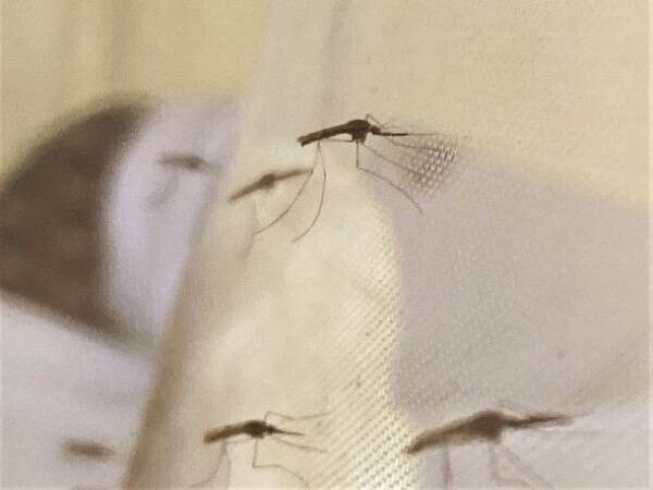 マラリア媒介蚊防除剤 VECTRON(TM) T500、WHOによる事前認証を取得　新興国・途上国マラリア根絶に向けて革新的新殺虫剤上市を加速