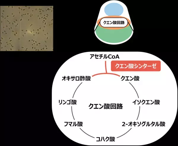 温泉紅藻から触媒効率の高いクエン酸シンターゼを発見明治大学大学院農学研究科 西井麻貴・小山内崇准教授らの研究グループ