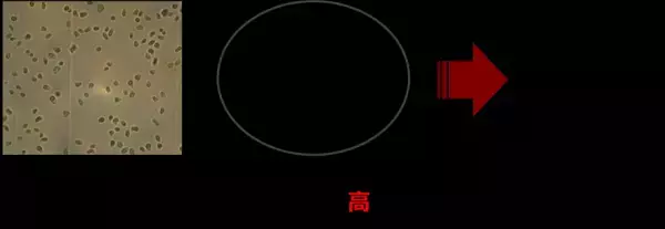 温泉紅藻から触媒効率の高いクエン酸シンターゼを発見明治大学大学院農学研究科 西井麻貴・小山内崇准教授らの研究グループ