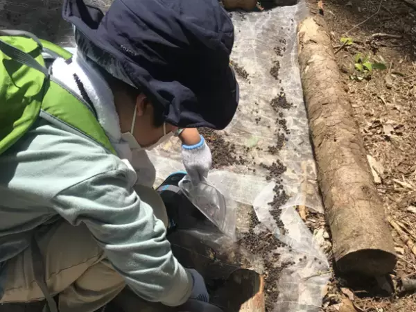 兵庫県三田市「三田さくら物語」　桜の見られるまちを次世代に伝えるためのクラウドファンディングが3月30日までと締め切り迫る！