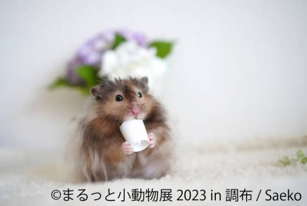 丸くて可愛い♪ハムスターやリスなど小動物作品が大集結　「まるっと小動物展」が4/1(土)～調布で開催！限定グッズ多数