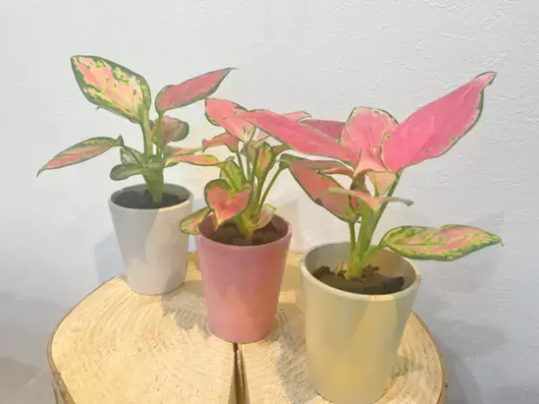 みどりの葉奏音×ほぼ日　『生活のたのしみ展2023』に〈土を使わない植物のお店〉出店　GWの4月29日(土)～5月5日(金・祝) 新宿住友ビル三角広場にて