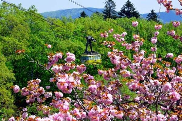 お花見シーズンに約三千本の桜を楽しめる埼玉・長瀞で長瀞ラインくだりの運航が今年もスタート！