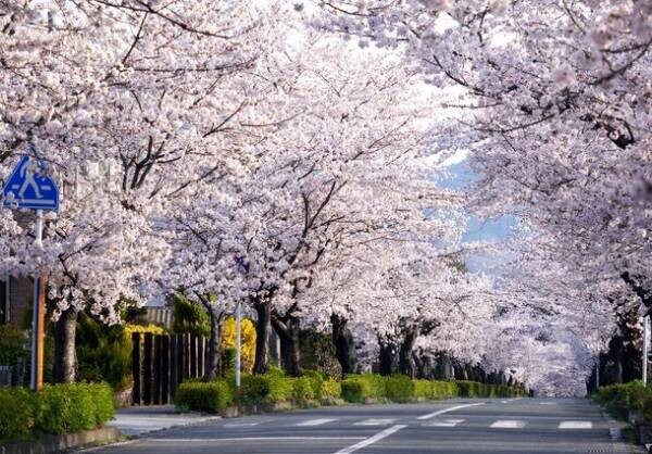 お花見シーズンに約三千本の桜を楽しめる埼玉・長瀞で長瀞ラインくだりの運航が今年もスタート！