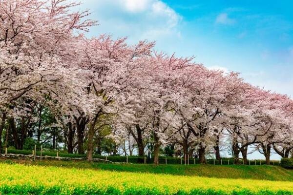 東京・町田市で春をより楽しめるイベント　市内全域で開催
