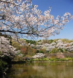 東京・町田市で春をより楽しめるイベント　市内全域で開催