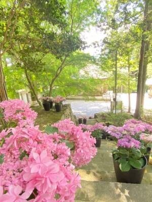 兵庫の播州清水寺が20種類100鉢以上のアジサイを6月1日から設置、アジサイを鳥獣被害から守る取り組み
