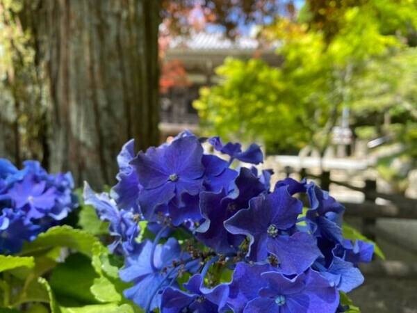 兵庫の播州清水寺が20種類100鉢以上のアジサイを6月1日から設置、アジサイを鳥獣被害から守る取り組み