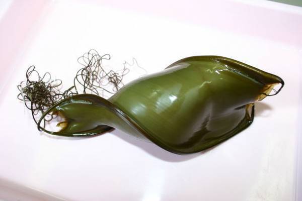 約580種68,000点の生き物たちとの春の素敵な出会いを体感！サメの飼育種類数日本一のアクアワールド・大洗で新プログラム開催