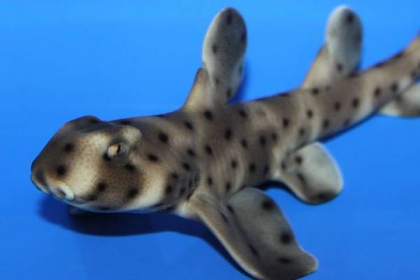 約580種68,000点の生き物たちとの春の素敵な出会いを体感！サメの飼育種類数日本一のアクアワールド・大洗で新プログラム開催