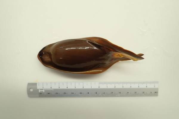 約580種68,000点の生き物たちとの春の素敵な出会いを体感！サメの飼育種類数日本一のアクアワールド・大洗で新プログラム開催