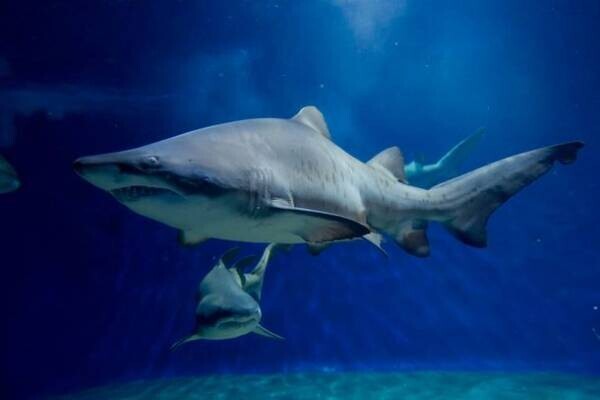 約580種68,000点の生き物たちとの春の素敵な出会いを体感！サメの飼育種類数日本一のアクアワールド・大洗で新プログラム開催