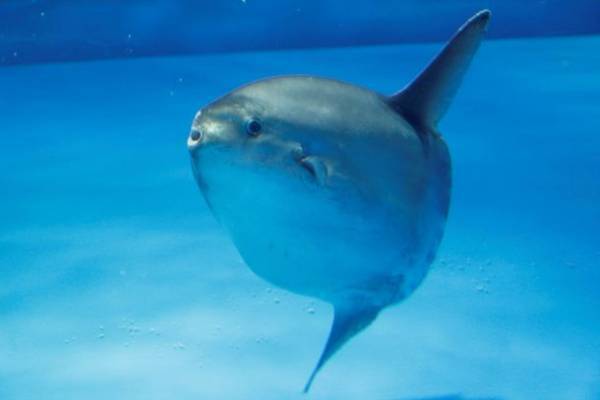 約580種68,000点の生き物たちとの春の素敵な出会いを体感！サメの飼育種類数日本一のアクアワールド・大洗で新プログラム開催