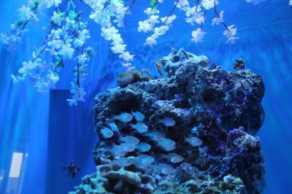 約580種68,000点の生き物たちとの春の素敵な出会いを体感！サメの飼育種類数日本一のアクアワールド・大洗で新プログラム開催