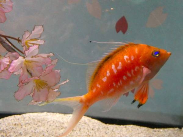 約580種68,000点の生き物たちとの春の素敵な出会いを体感！サメの飼育種類数日本一のアクアワールド・大洗で新プログラム開催