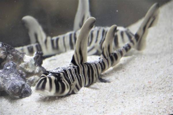 約580種68,000点の生き物たちとの春の素敵な出会いを体感！サメの飼育種類数日本一のアクアワールド・大洗で新プログラム開催