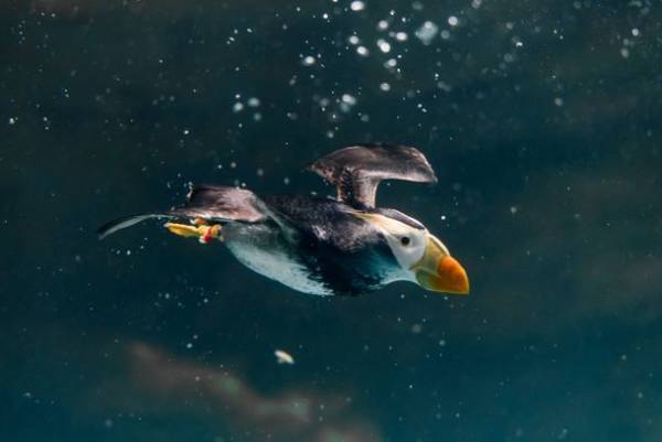 約580種68,000点の生き物たちとの春の素敵な出会いを体感！サメの飼育種類数日本一のアクアワールド・大洗で新プログラム開催