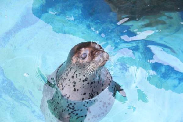 約580種68,000点の生き物たちとの春の素敵な出会いを体感！サメの飼育種類数日本一のアクアワールド・大洗で新プログラム開催