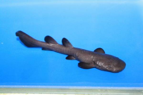 約580種68,000点の生き物たちとの春の素敵な出会いを体感！サメの飼育種類数日本一のアクアワールド・大洗で新プログラム開催