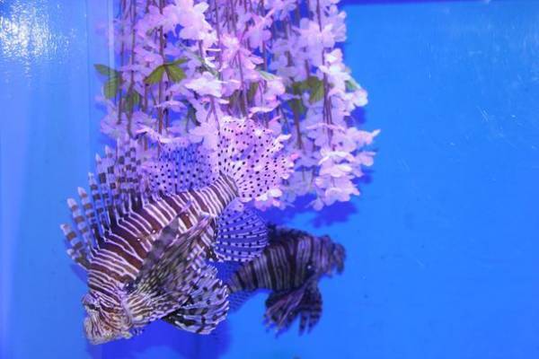 約580種68,000点の生き物たちとの春の素敵な出会いを体感！サメの飼育種類数日本一のアクアワールド・大洗で新プログラム開催