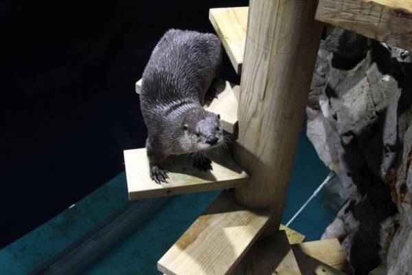 約580種68,000点の生き物たちとの春の素敵な出会いを体感！サメの飼育種類数日本一のアクアワールド・大洗で新プログラム開催