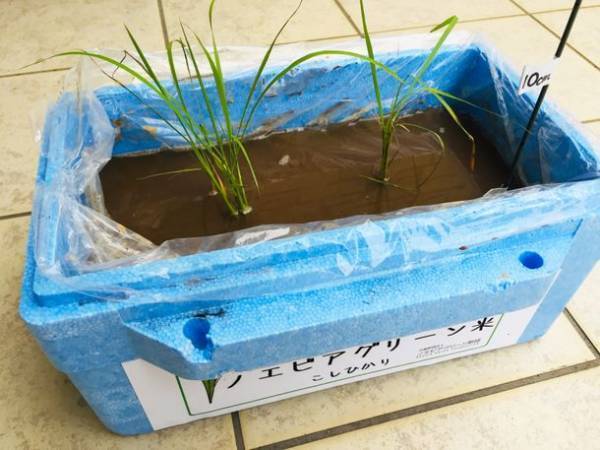 “おうち”で自然を学ぼう！「未来につながる環境教室」　小学生対象・「米作り挑戦者」募集のお知らせ