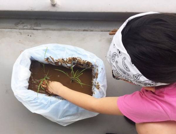 “おうち”で自然を学ぼう！「未来につながる環境教室」　小学生対象・「米作り挑戦者」募集のお知らせ