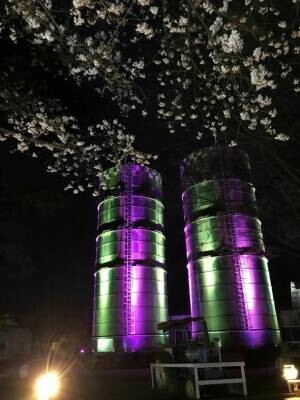 成田ゆめ牧場の桜、満開　『ゆめの花あかり～焚き火と桜と菜の花と～』開催のお知らせ