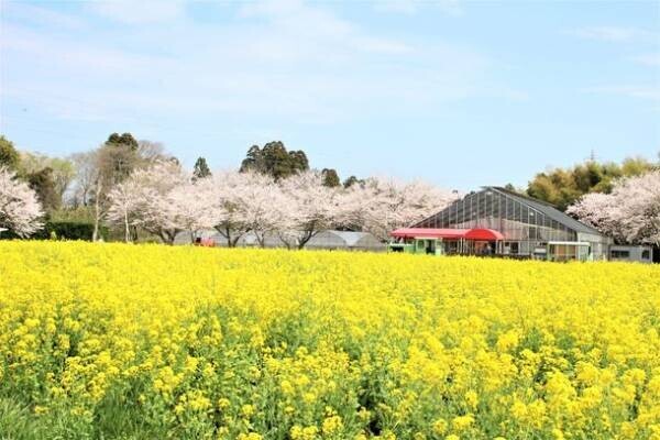 成田ゆめ牧場の桜、満開　『ゆめの花あかり～焚き火と桜と菜の花と～』開催のお知らせ