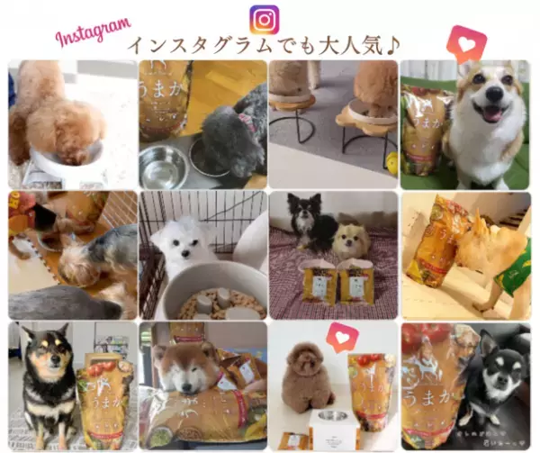 「博多華味鳥」が手掛ける【プレミアムドッグフードうまか】が2023年3月に販売累計1,700万食突破