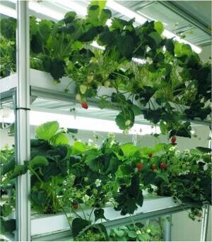 障害者就労支援施設における完全閉鎖型に最適な「太陽光、土壌を使わず天候に左右されない植物栽培」システムを用いた、イチゴ栽培の共同実証実験を2023年3月に開始