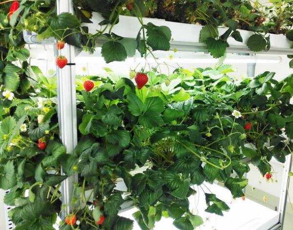 障害者就労支援施設における完全閉鎖型に最適な「太陽光、土壌を使わず天候に左右されない植物栽培」システムを用いた、イチゴ栽培の共同実証実験を2023年3月に開始