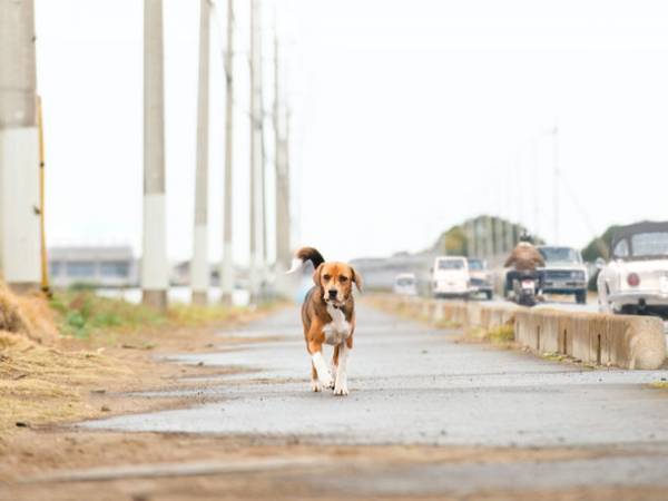 ＜17年間待ち続けた犬！＞実話を基にした感動映画『石岡タロー』　全国公開に向けたクラウドファンディングを4月3日より開始