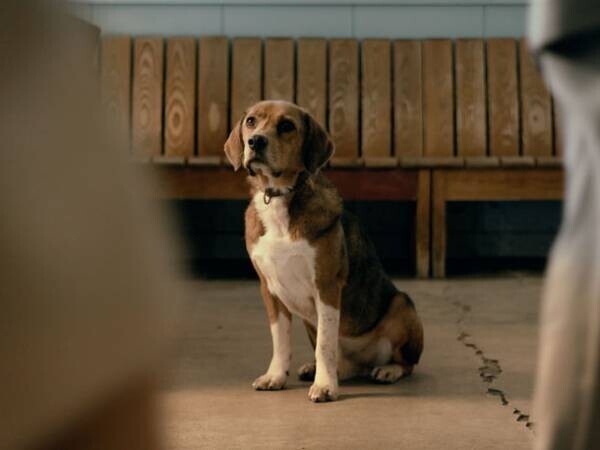 ＜17年間待ち続けた犬！＞実話を基にした感動映画『石岡タロー』　全国公開に向けたクラウドファンディングを4月3日より開始