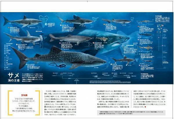 『真説・サメ　謎に満ちたすごい生態』3月31日（金）発売！