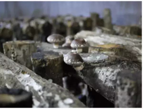 講演会参加者の90％がまた食べたいと回答！しいたけ嫌いを克服する「原木椎茸」に関する調査結果