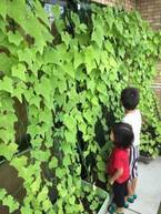 夏の節電に！国産オーガニックコスメ会社ネオナチュラルが有機ヘチマで壁面緑化運動を実施
