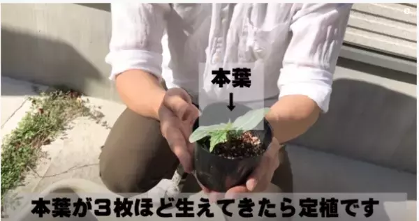 夏の節電に！国産オーガニックコスメ会社ネオナチュラルが有機ヘチマで壁面緑化運動を実施