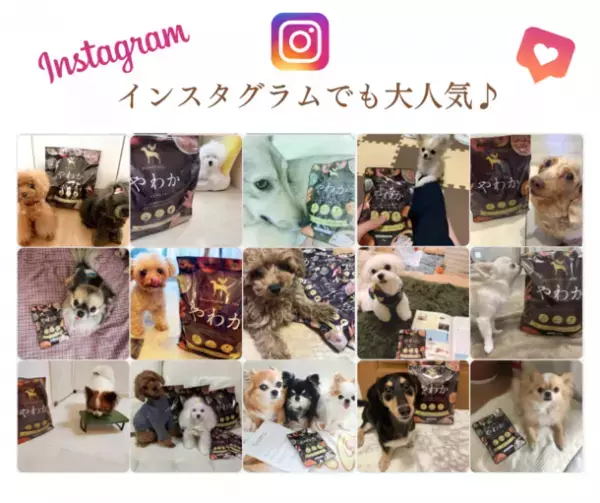 「博多華味鳥」が手掛けるドッグフード『やわか』が2023年3月に販売累計100万食突破