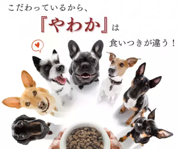「博多華味鳥」が手掛けるドッグフード『やわか』が2023年3月に販売累計100万食突破