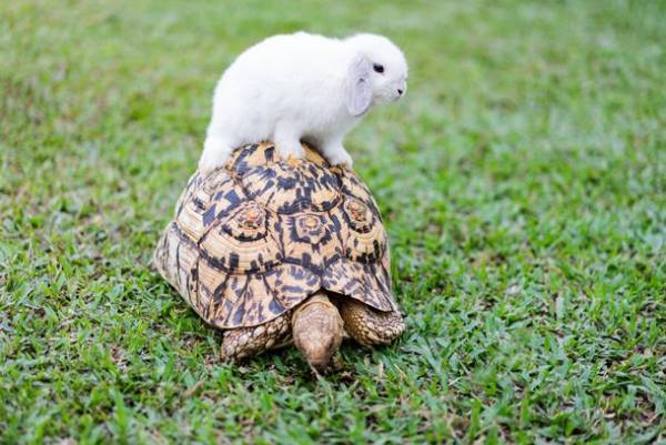 「ゆっくり急ぐ」女性管理職候補の育成イニシアティブ「Festina Lente」をリリース